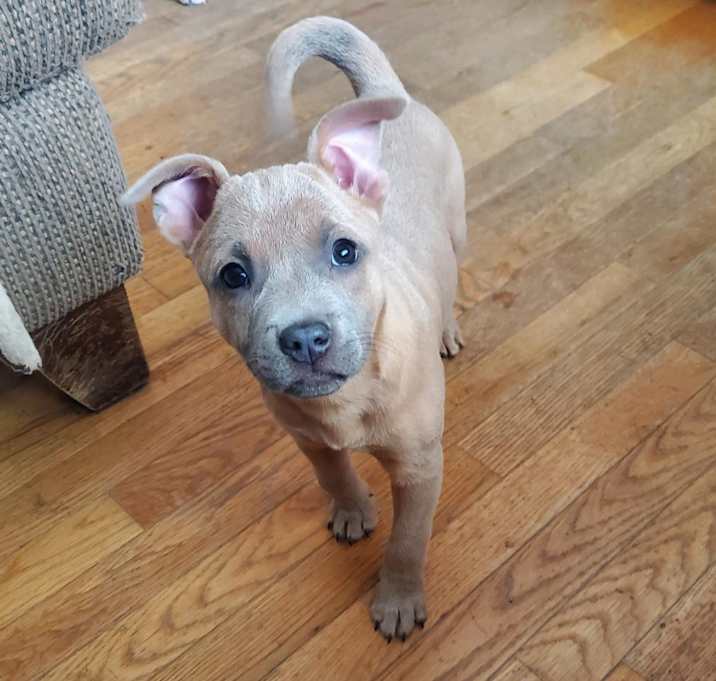 Photo of Bliss - Pre Approval