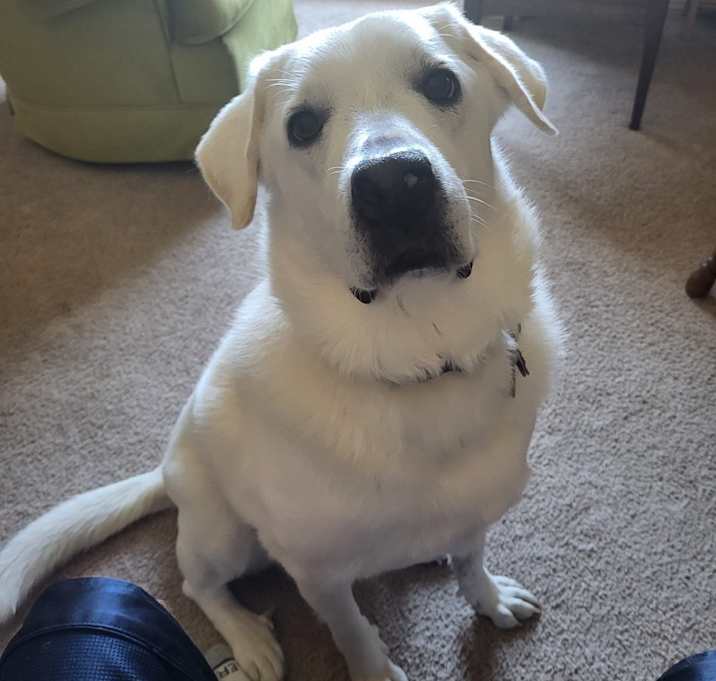 Photo of Snowball