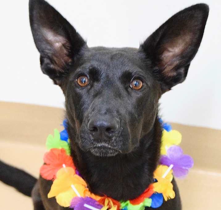 Photo of Ophelia - ECAS