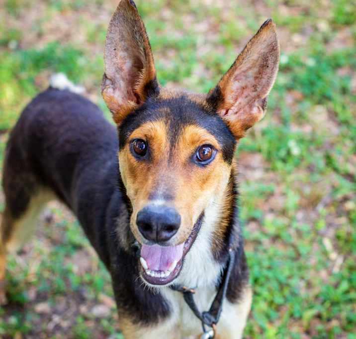 Photo of Brother Bambi