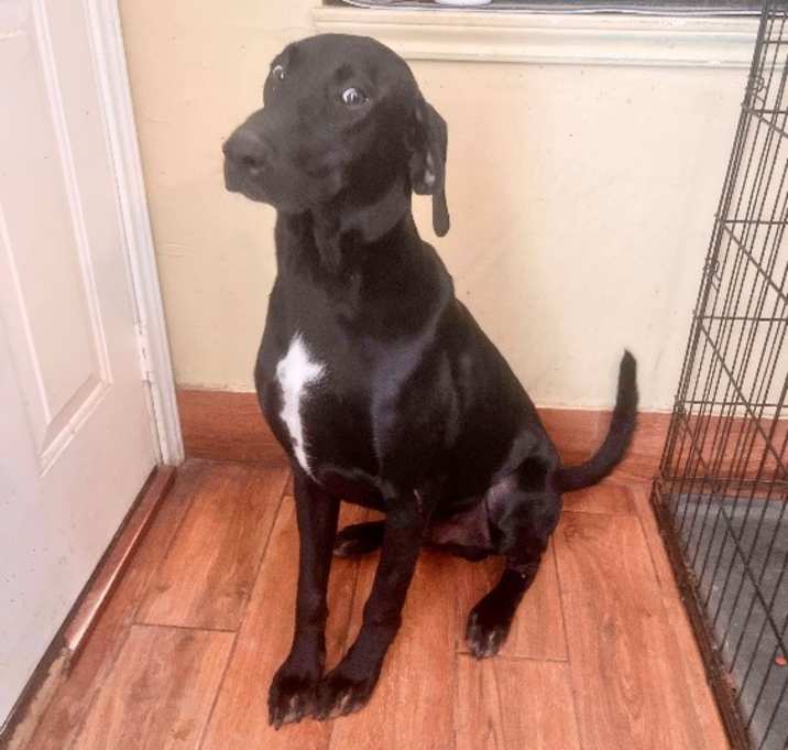 Photo of Shadow