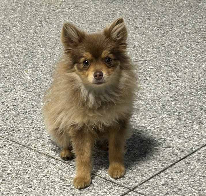 Photo of Tiny gene 5 lbs