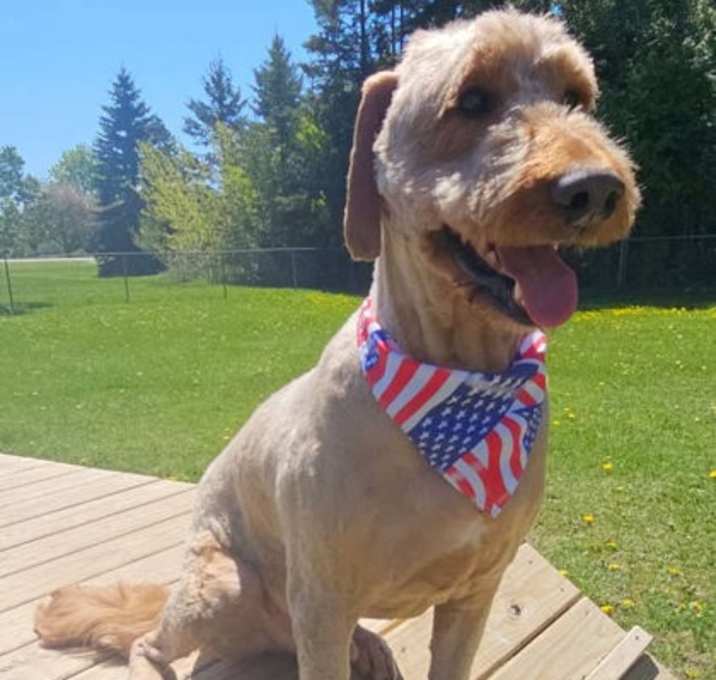 Photo of Romeo