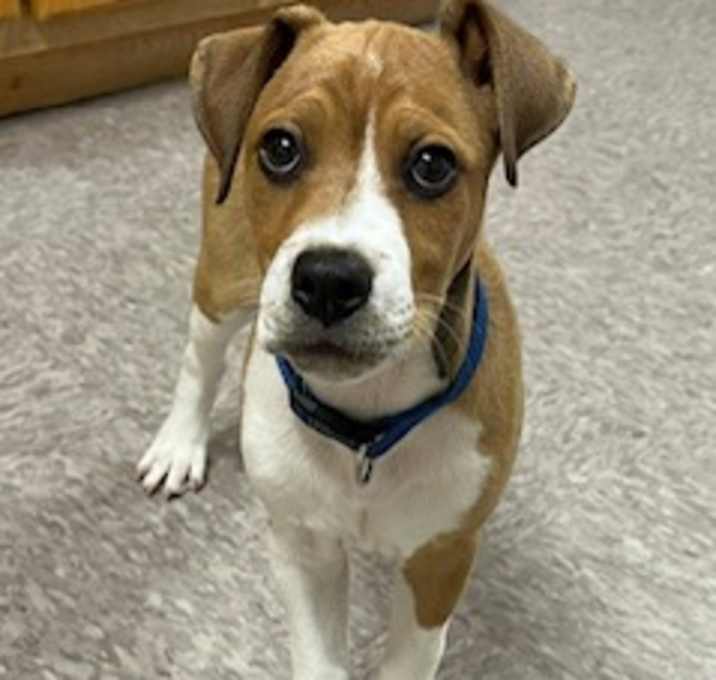 Photo of Peanut