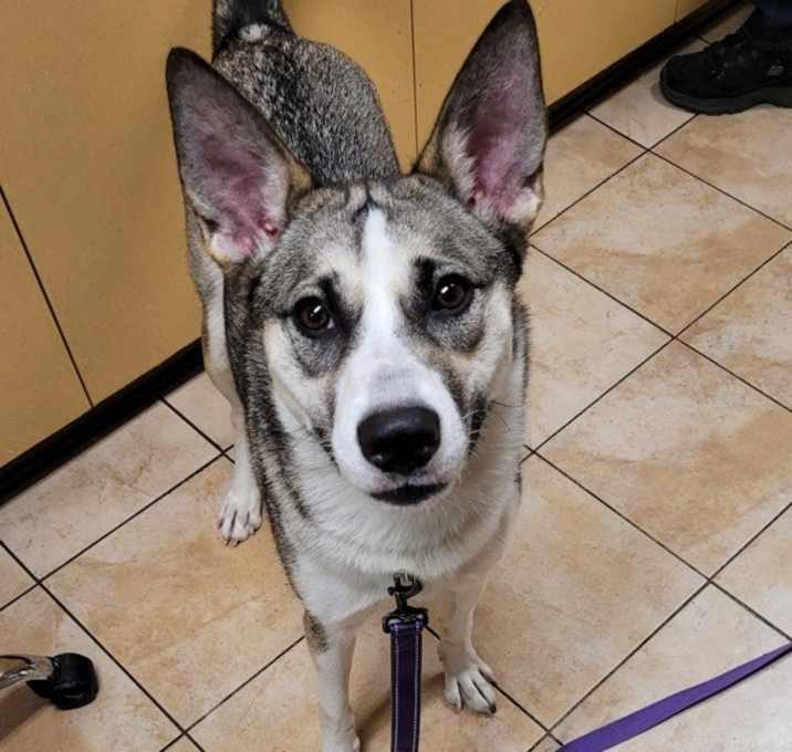 Photo of Kira (mcas)