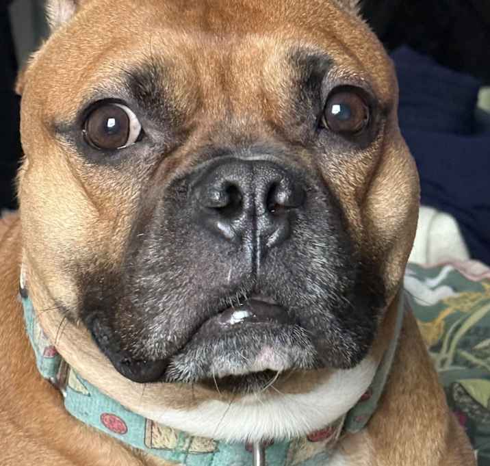 Photo of Tater tot