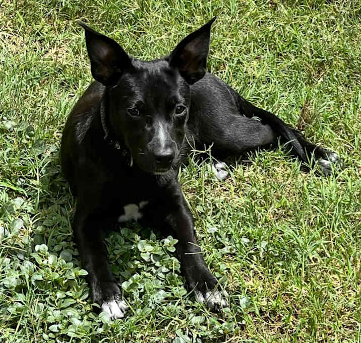 Photo of Arly (Arlington) JuM