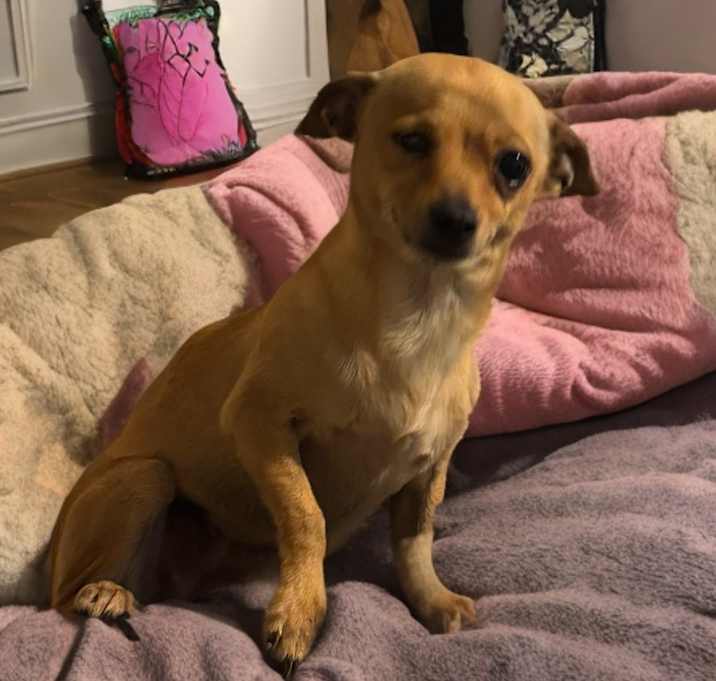 Photo of Trixie