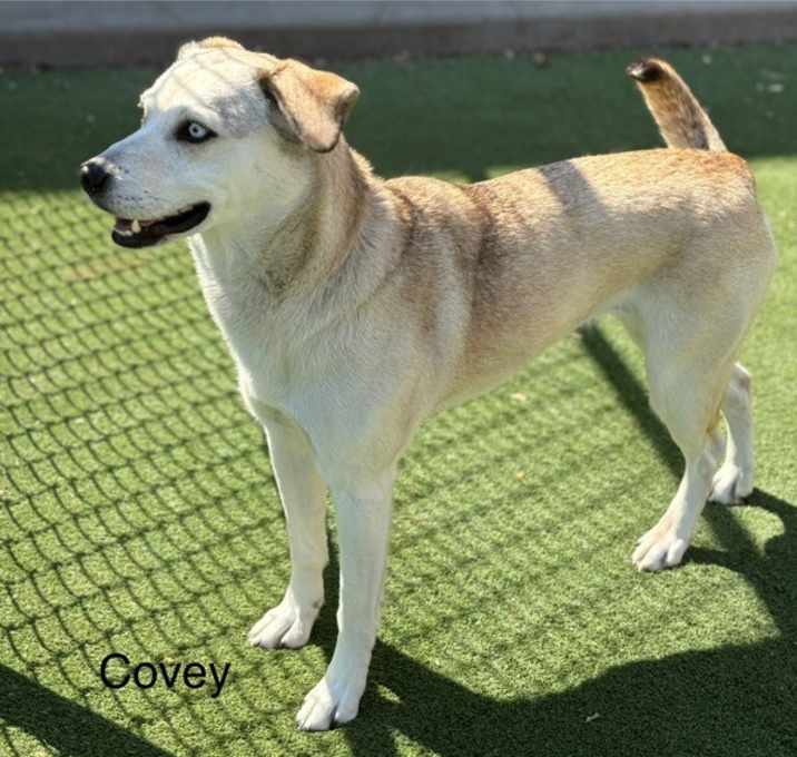 Photo of Covey