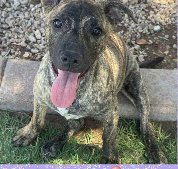 Photo of FREYA – 5 MONTH PLOTT HOUND MI