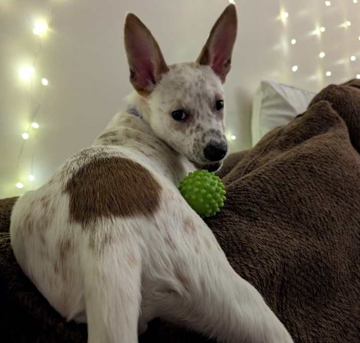 Photo of Angel