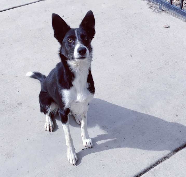 Photo of Koda