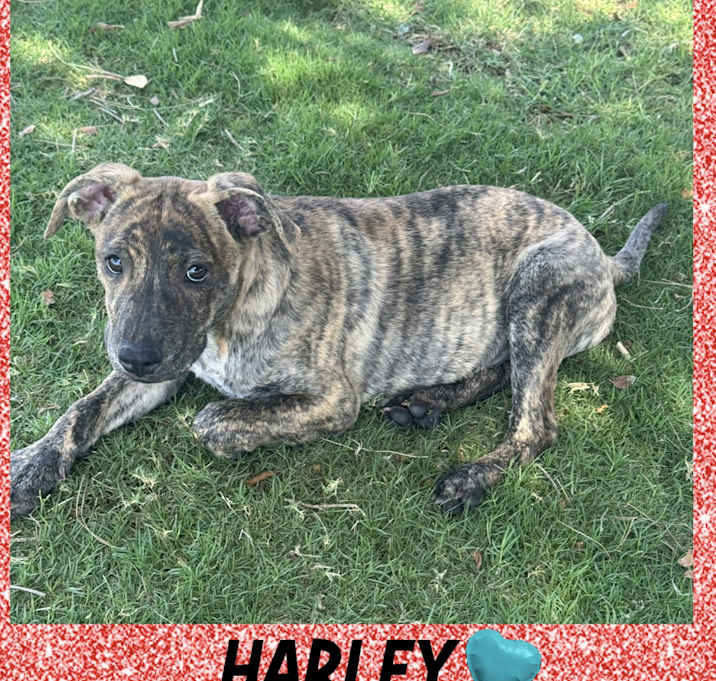 Photo of HARLEY – 5 MONTH PLOTT HOUND
