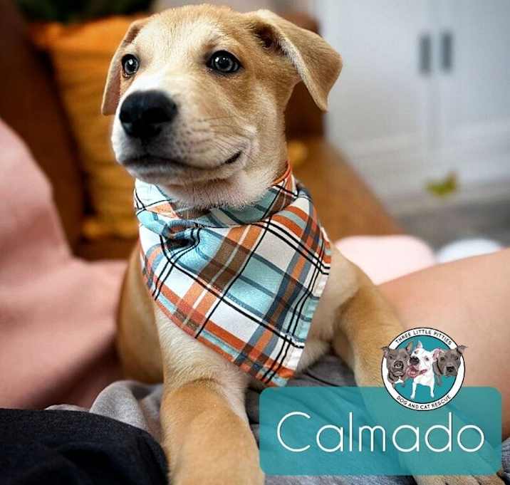 Photo of Calmado Classic