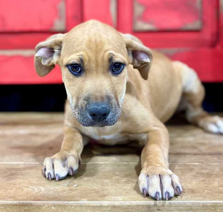 Photo of Daisy