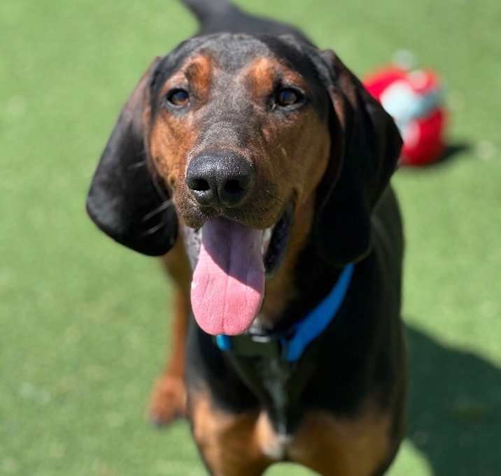 Photo of Cosmo