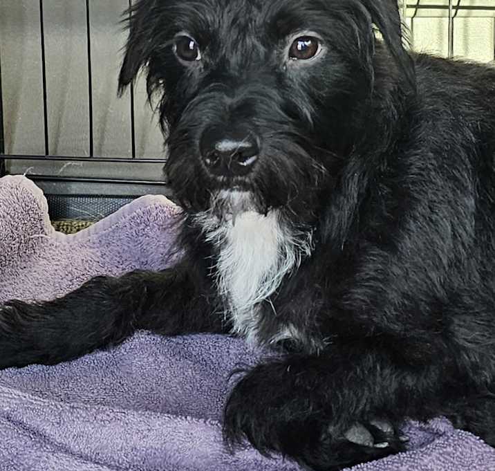 Photo of juno