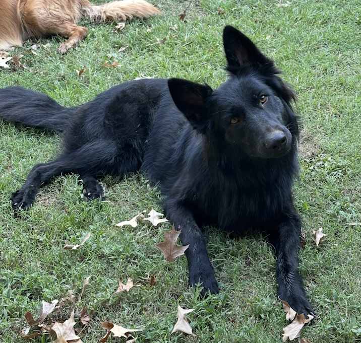 Photo of Iris