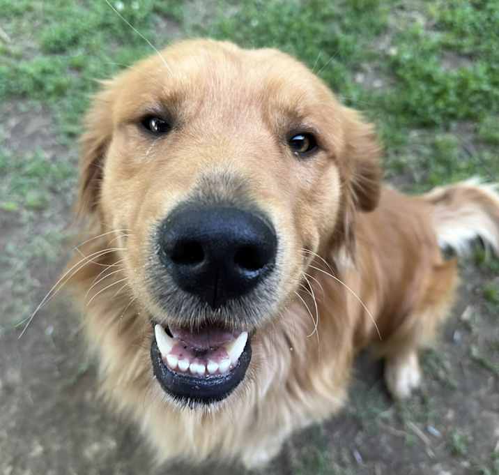 Photo of Rusty