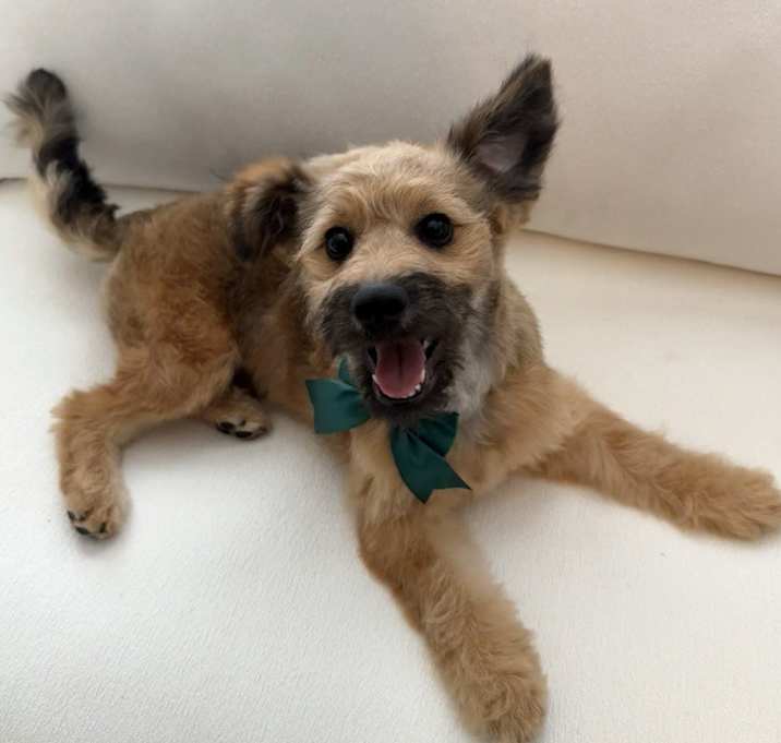 Photo of BISCUIT