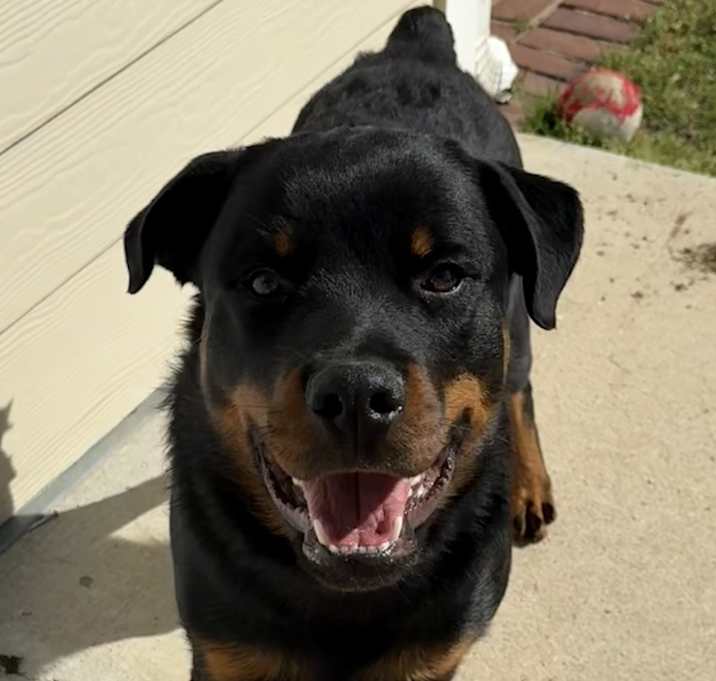 Photo of Bo