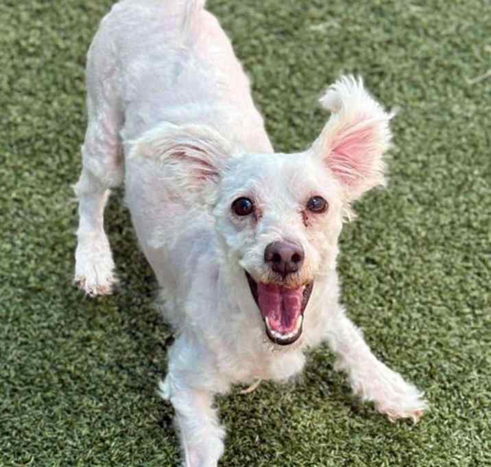 Photo of ANNIE