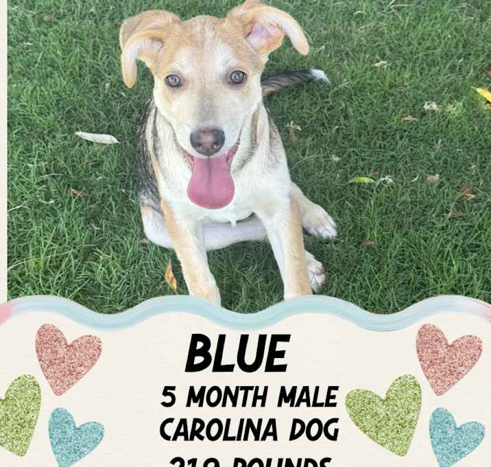 Photo of BLUE – 5 MONTH CAROLINA DOG