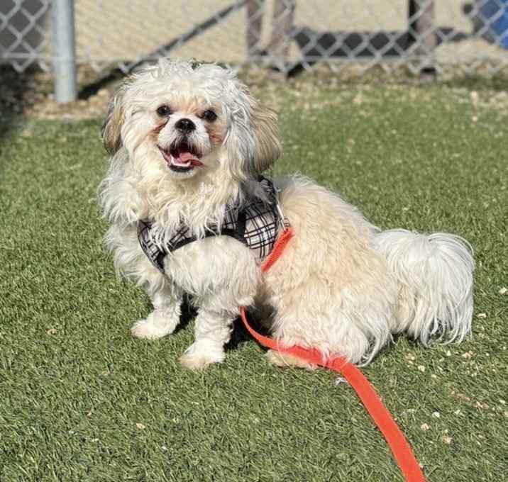 Photo of Coco