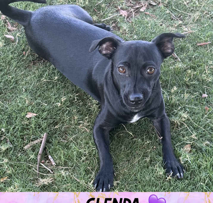 Photo of GLENDA – 10 MONTH RAT TERRIER