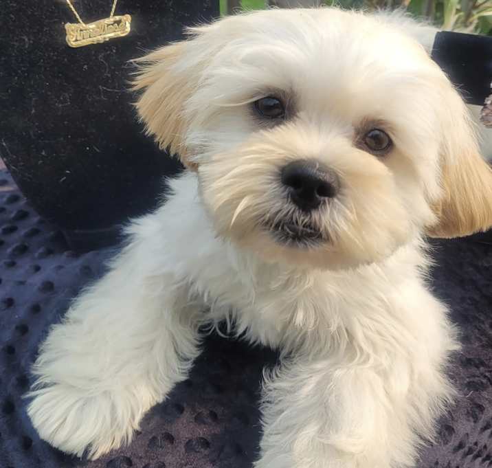 Photo of Butterscotch