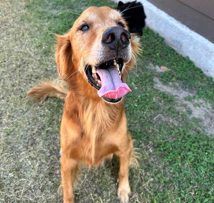 Photo of Draco