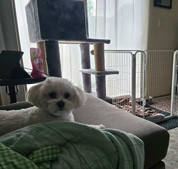 Photo of Teddy