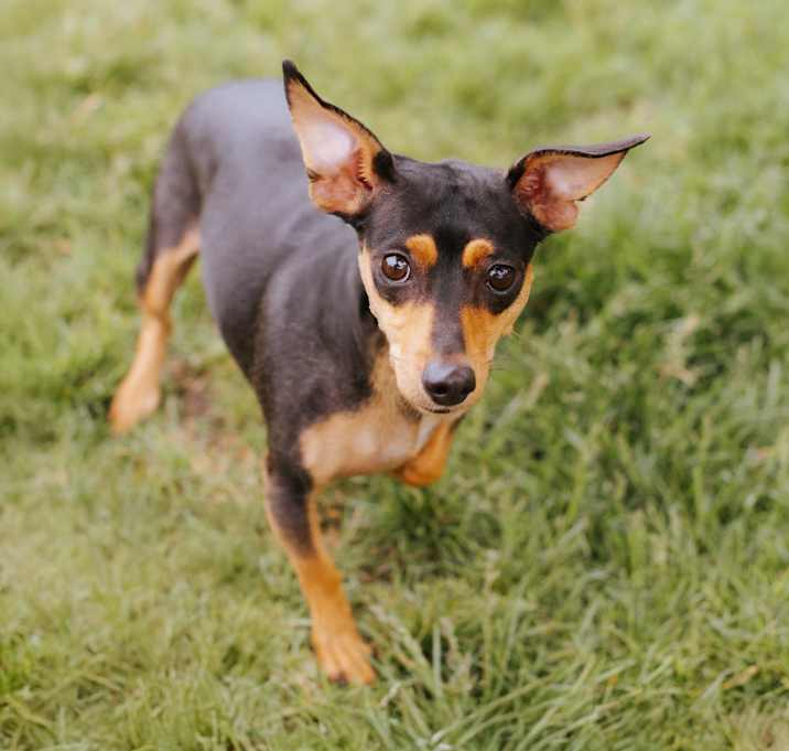 Photo of Layla