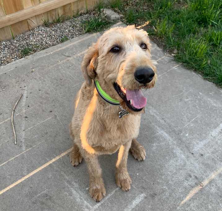 Photo of Henry