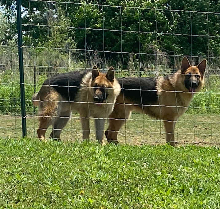 Photo of Bear and Moose