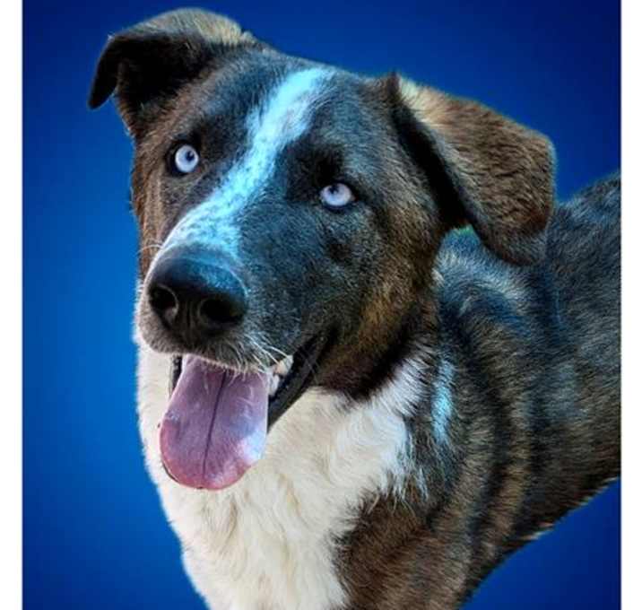 Photo of MUTT DAMON