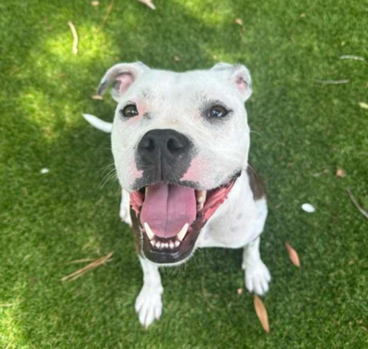 Photo of Bella - 2