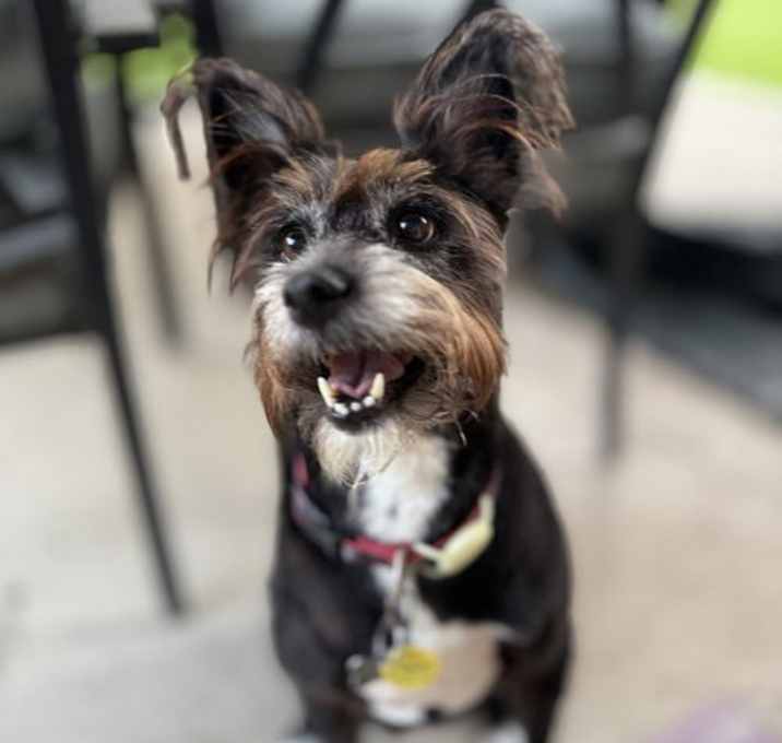 Photo of JuneBug