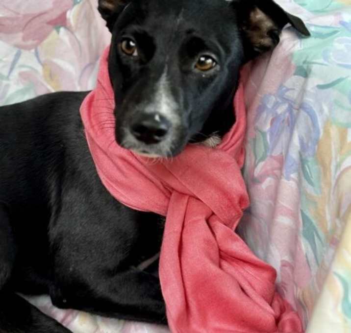 Photo of Tippy