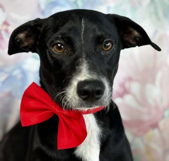 Photo of Kip
