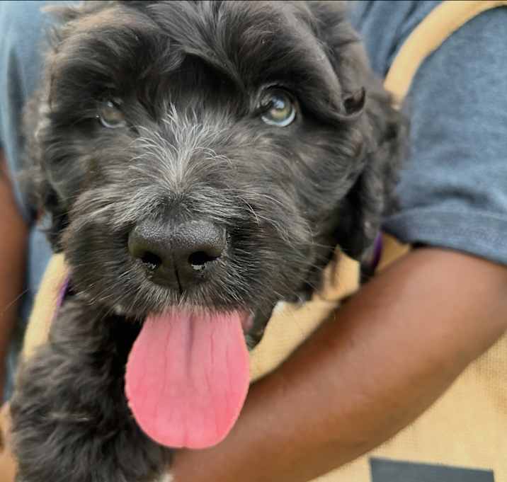 Photo of Ollie