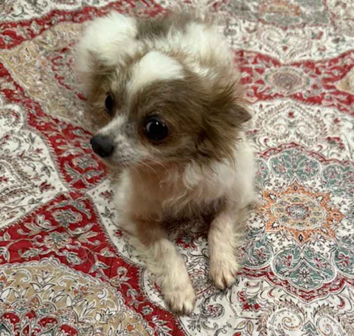 Photo of Chi Chi