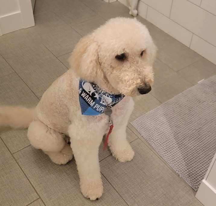 Photo of Ollie