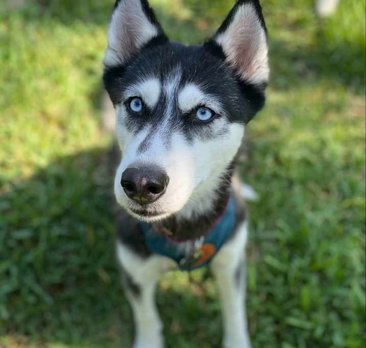 Photo of Leila