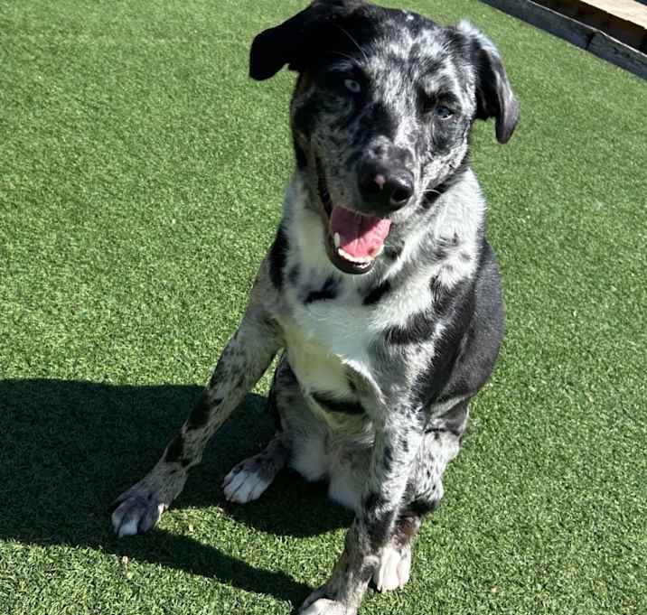 Photo of Scout