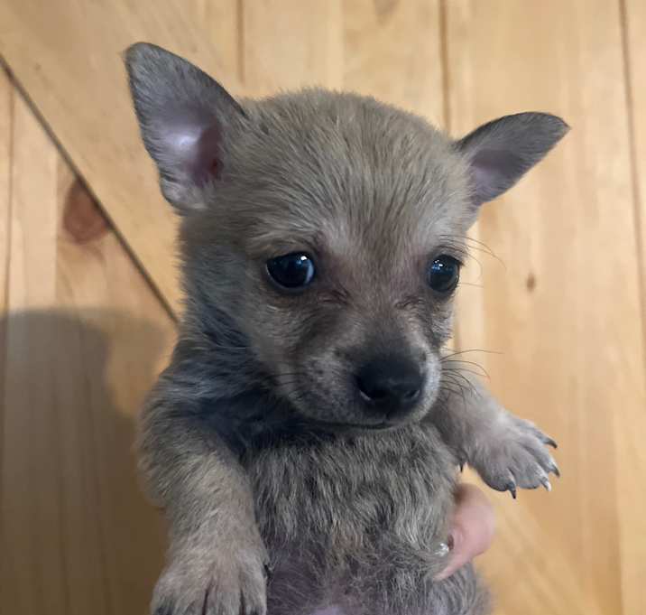 Photo of CHURRO