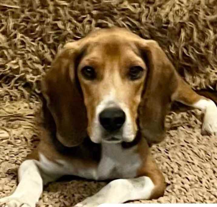 Photo of Rufus