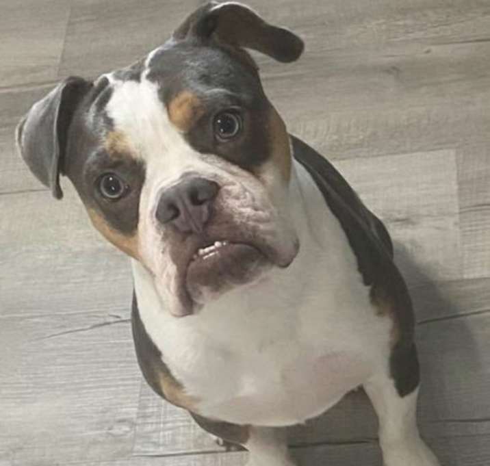 Photo of Brutus