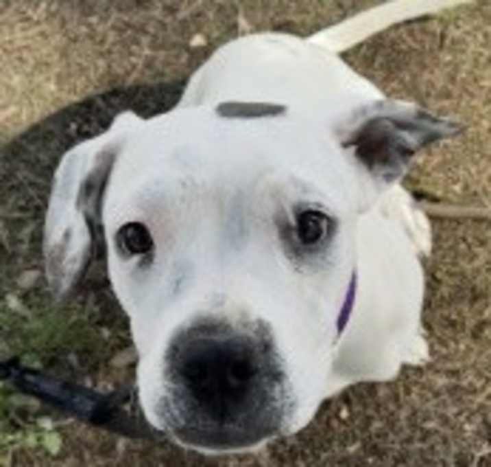 Photo of Dottie