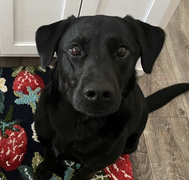 Photo of Suki